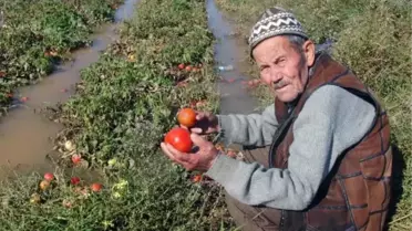 Güney Marmara'daki Kuvvetli Yağışların Üreticiye Etkisi