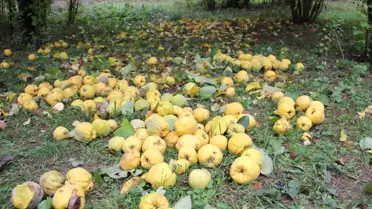 Kahramanmaraş'tan Ayva İhracatı