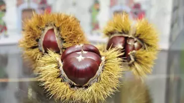 Kestane ve Kestane Şekeri Festivali Başladı