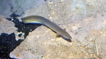 Enez'de Yılan Balığı Bereketi