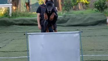 Doberman Cinsi Köpek Şampiyonaya Hazırlanıyor