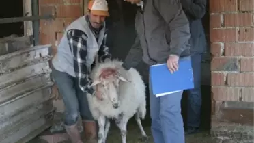 'Koç'Un Saldırdığı 2 Kuzen Öldü