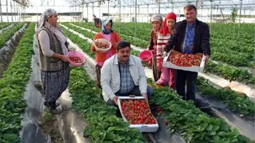 Kasım Ayında 'Çilek' Hasadı