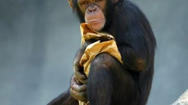 Maymunlar da Orta Yaş Bunalımına Giriyor