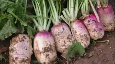 Yörükoğlu ve Kavaklıderede Tarla Günü