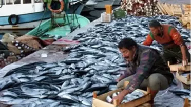 Palamutta 60 Kat Artış Yaşandı