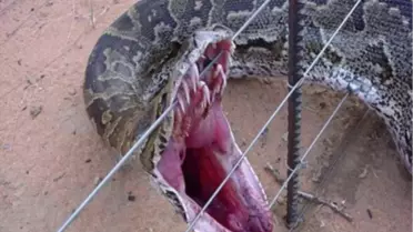 İnek Kusan Anakonda