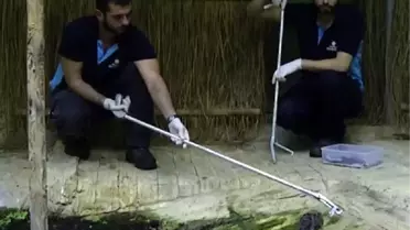 İstanbul Akvaryum'da Beş Cüce