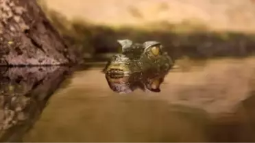 İstanbul Akvaryumda Beş Cüce