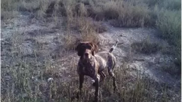 Artvin'de Çoban Köpeği Kayalıklar Arasına Sıkıştı