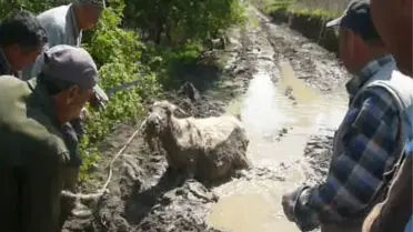 Köylülerin Eşek Kurtarma Operasyonu