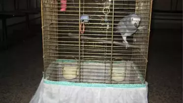 'Papağanın Sahibi Kim'