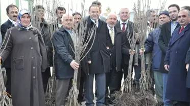 Karaman'da Çiftçilere 16 Bin Kiraz Fidanı Dağıtıldı