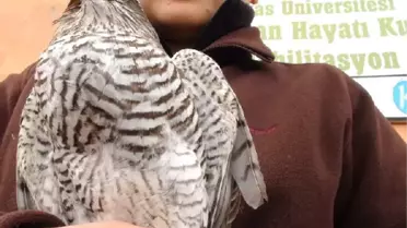 Yaban Hayatın Koruyucusu