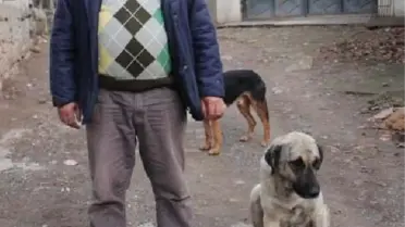 'Çomar' Adlı Köpek Tek Batında 18 Yavru Doğurdu