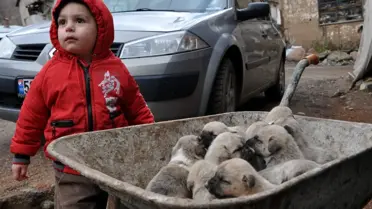 Sivas Kangalı 18 Yavru Doğurdu