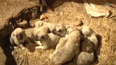 Çomar 18 Yavru Doğurdu