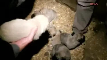 Sivas Yavru Kangallara Devlet Koruması Yavru Kangallara Devlet Koruması