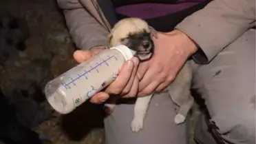 Yavru Kangallara Devlet Koruması