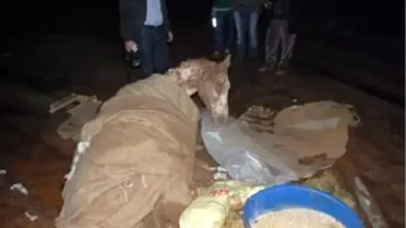Çamurda Mahsur Kalan At Kurtarılamadı