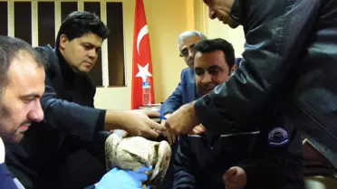 Yaralı Kartal, Tedavisinden Sonra Doğaya Salınacak
