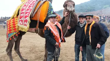 Belevi'de Deve Güreşi Heyecanı