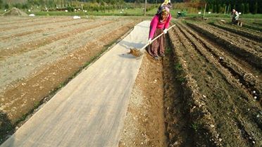 Ceviz Ekim Çalışmaları Tamamlandı