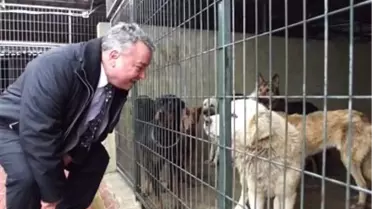 Şarköy Köpek Barınağı Kış Şartlarına Hazır