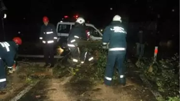 Şiddetli Rüzgar Ağaçları Devirdi