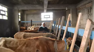 Gurbetten Döndüler, Memleketlerinde Süt Üreticisi Oldular