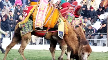 Kaz Dağları'nda Deve Güreşi Heyecanı