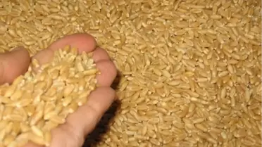 ABD Tarım Bakanlığı'na Göre Türkiye'nin Buğday Üretimi Düşecek