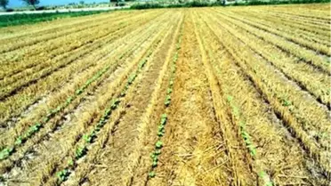 Aydınlı Üretici Sırta Ekimde Başarılı Oldu