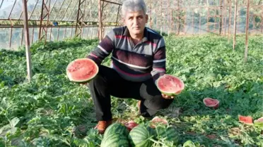 Kış Ortasında Yerli Karpuz