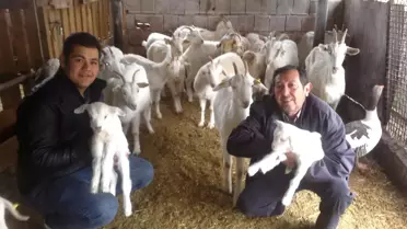 Karakuyu'yu Zana Keçileri Kurtaracak