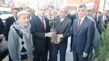 Adıyaman'da 500 Çam Fidanı Dağıtıldı