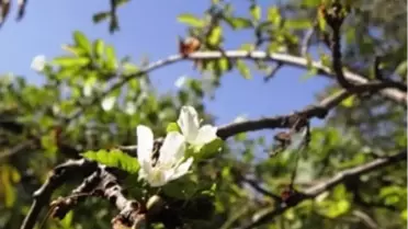 Lapseki'de Meyve Ağaçlarının Budanmasına Başlandı