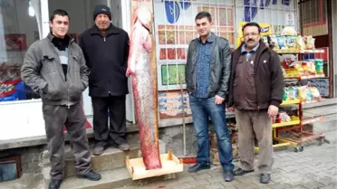 Barajda Tuttuğu 2 Metrelik Yayın Balığını Dükkanın Önünde Sergiledi
