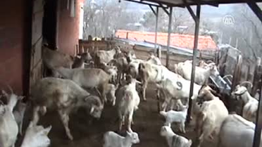 Keçi Altız Doğurdu