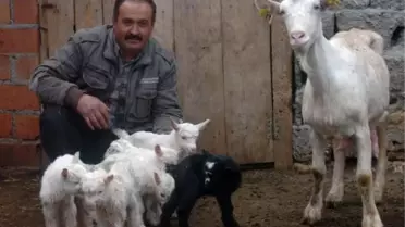 Keçi Altız Yavruladı