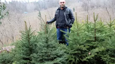 Ordu'da Mavi Ladin Yetiştiriciliği Artıyor