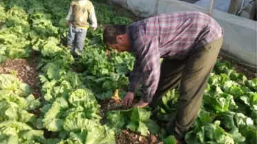 Seralarda Sobalı 'Don' Nöbeti