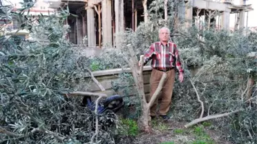4 Zeytin Ağacını Gece Yarısı Kestiler