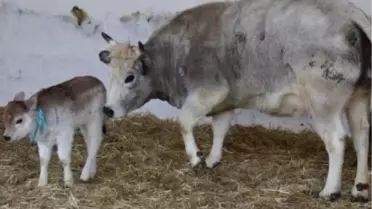 Dünyanın İlk Klon İnekleri Anne Oldu