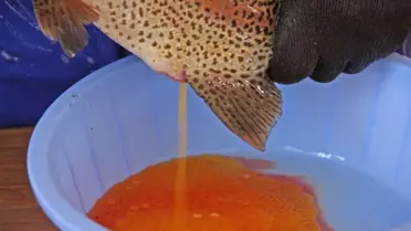 Ahlat'ta Alabalık Sağımı Başladı