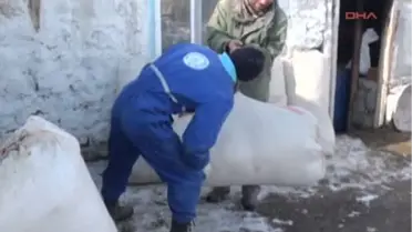 Kars Saman Ağaları Saman Ağaları