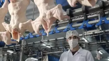 Şeker Piliç'e Dev Talip