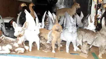 Geçimini Hayvan Postlarını Doldurarak Sağlıyor