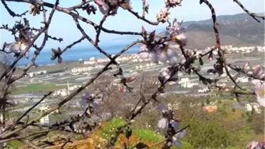 Gazipaşa'da Bahar Yaşandı
