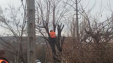 Sungurlu'da Ağaç Budama Çalışmaları Başladı